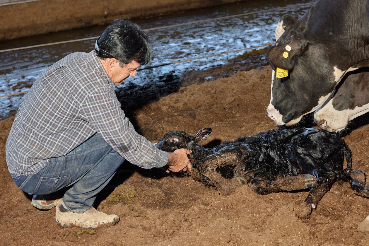 California Dairy Farmers Struggle to Stay5