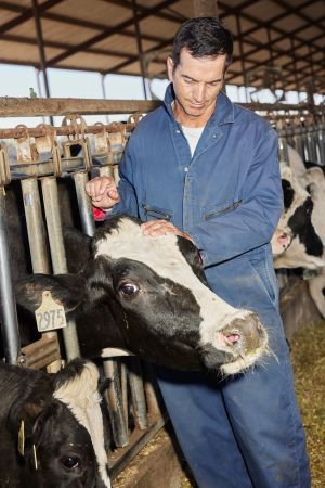 California Dairy Farmers Struggle to Stay6