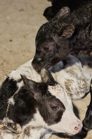 Calves on the day they were born at the farm. PHOTO: MAGGIE SHANNON FOR THE WALL STREET JOURNAL