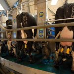 Changes affecting the dairy sector Milk quotas and breeds