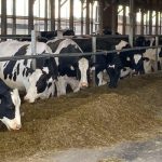 Connecticut dairy to turn cow waste to wattage