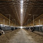 Dairy Cow Numbers Continue to Decrease