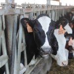 Dairy risk management tools remain vital heading into 2022