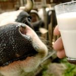 Dairy workers were able to see 20 milk in 2022