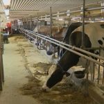 Danone extends contracts with Maine organic dairy farms