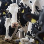 Farmgate milk needs to be closer to 40 pence per litre