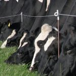 Global milk production sees first growth decrease since 2019