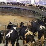 Managing Milk Price Risk for Dairy Farmers