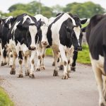 Mandatory milk contracts code expected in the new year