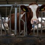 Netherlands announces E25bn plan to radically reduce livestock numbers