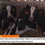 New York Dairy Farmers Could Pay More for Overtime