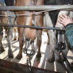 No jab no job in the milking shed