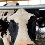 Ontario dairy prices set to rise in 2022