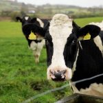 Outlook 21 decrease in net margin for dairy sector expected