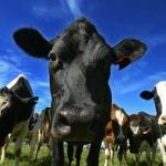 Positive dairy outlook unlikely to see production lift in Australia due to wet conditions