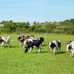 Rising numbers cancelling out environment efficiencies on dairy farms