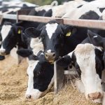 Saputo raises January milk price to 35p litre