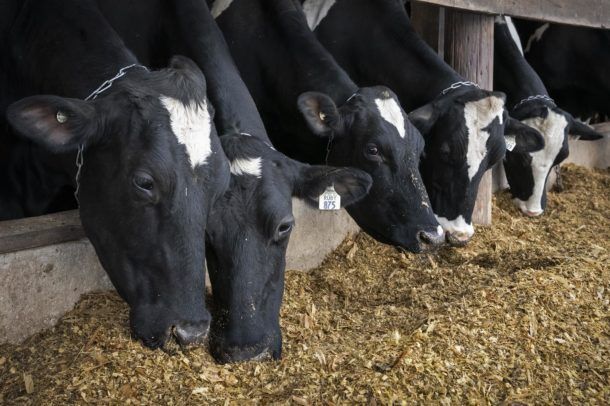 small dairy farm