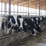 U.S. dairy on the global stage