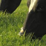 UK dairy farmer 92.5 of milk from forage