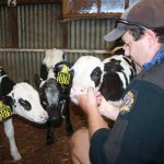 WA prison wins big Holstein accolade