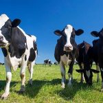 Woolworths seeks next wave of dairy farming innovators with 100000 grants