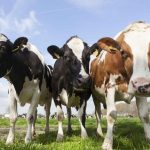 cows in a field shutterstock 622389881 web