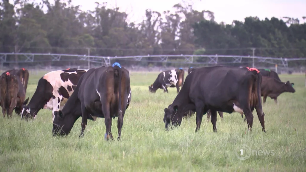 Better milk Study shows cows benefit from varied diet