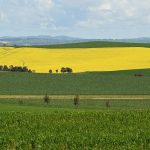 Canola farmers have recorded a 43 per cent increase in production to the year to June (Mick Tsikas/AAP PHOTOS)