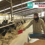 Cheaper yen, higher energy costs push Japanese dairy farmers into predicament