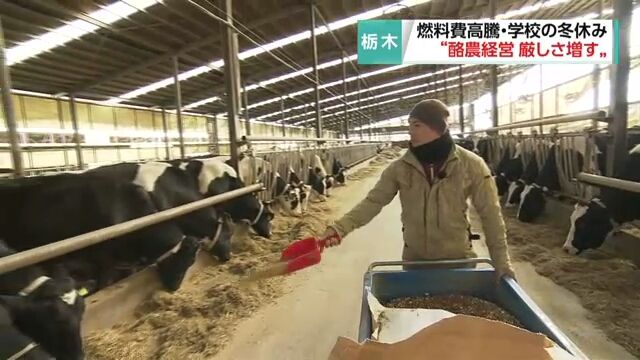 Cheaper yen, higher energy costs push Japanese dairy farmers into predicament