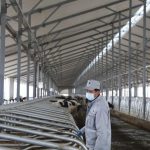 A staff member works at a cattle breeding company in Wuwei City, northwest China's Gansu Province, Nov. 17, 2020. In recent years, Wuwei City has gone to great lengths to develop husbandry industrial clusters, covering the area of forage grass cultivation, cattle breeding, meat and dairy products processing and so on, which optimizes resources allocation and increases the locals' income.