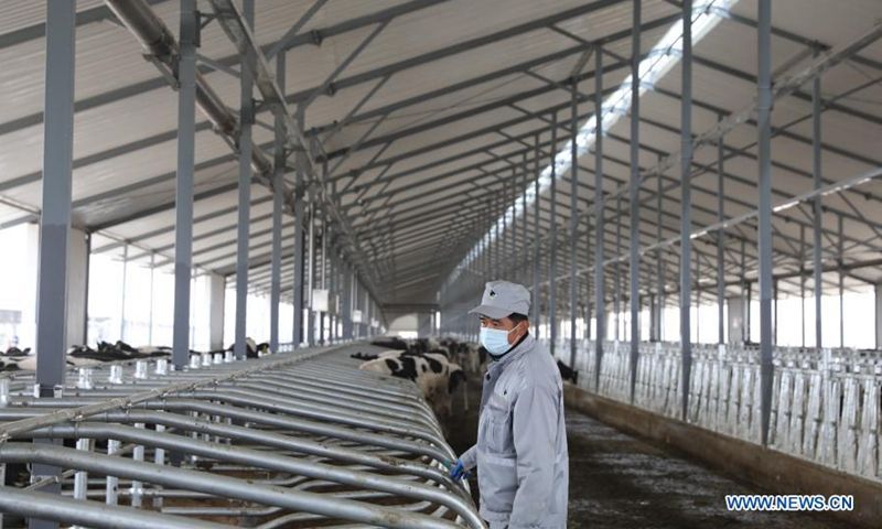 A staff member works at a cattle breeding company in Wuwei City, northwest China's Gansu Province, Nov. 17, 2020. In recent years, Wuwei City has gone to great lengths to develop husbandry industrial clusters, covering the area of forage grass cultivation, cattle breeding, meat and dairy products processing and so on, which optimizes resources allocation and increases the locals' income.