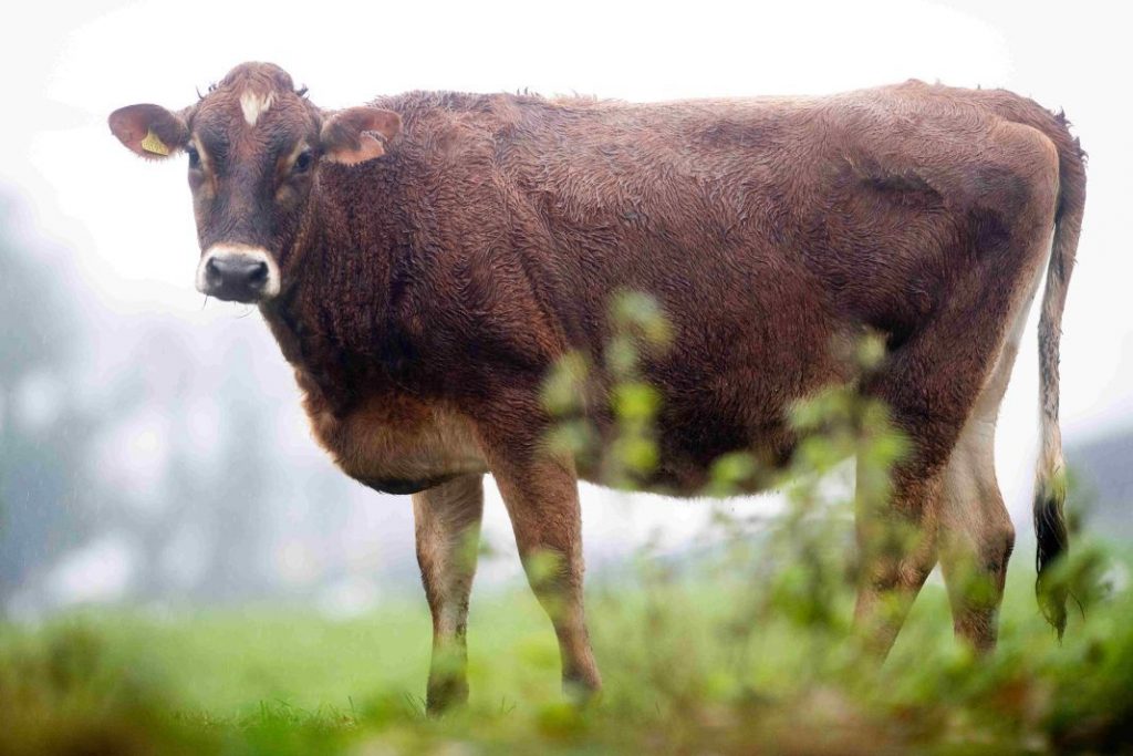 Dairy farmers unite to help Jersey's stricken Woodlands herd