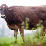 Dairy farmers unite to help Jersey's stricken Woodlands herd