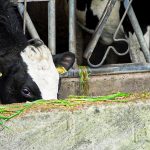 EU dairy farmers call for ‘urgent reforms’ of agri-policy