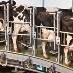 Farmgate milk prices expected to fall further during spring