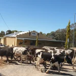 The Smart family's dairy cows were moved to higher ground.