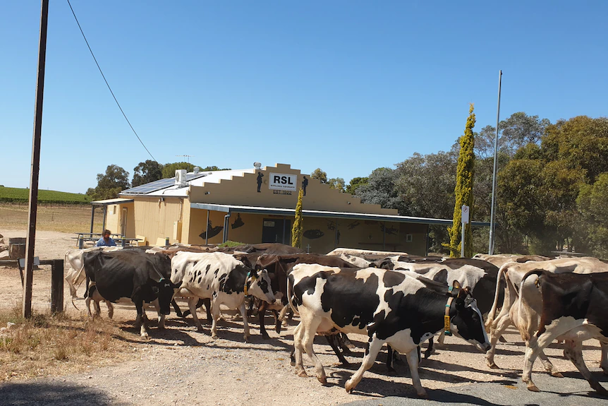 The Smart family's dairy cows were moved to higher ground.