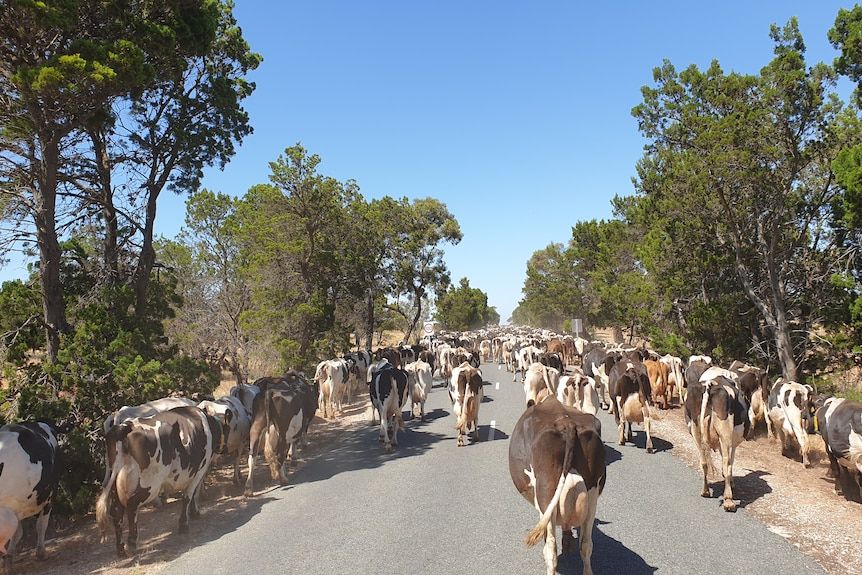 Over 500 Mypolonga dairy cows were walked to higher ground.