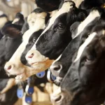 How can ESG and new technologies reduce the dairy industry's carbon emissions?