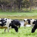 In Focus report reveals dairy industry statistics