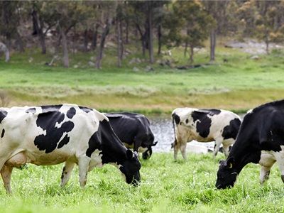 In Focus report reveals dairy industry statistics