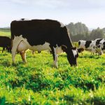 Latest Global Dairy Trade auction drop 'uncomfortable' for farmers