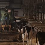 This picture taken on May 3, 2016 shows workers and cows inside a dairy farm near Gannan county, Heilongjiang province. Giant piles of black manure towering over cornfields, while rancid-smelling effluent from thousands of cows spills onto the land -- this is the price of a glass of milk in China today. / AFP PHOTO / Nicolas ASFOURI / TO GO WITH China-environment-livestock-food-drink,FEATURE by Tom HANCOCK (Photo credit should read NICOLAS ASFOURI/AFP/Getty Images)