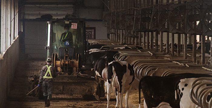 This picture taken on May 3, 2016 shows workers and cows inside a dairy farm near Gannan county, Heilongjiang province. Giant piles of black manure towering over cornfields, while rancid-smelling effluent from thousands of cows spills onto the land -- this is the price of a glass of milk in China today. / AFP PHOTO / Nicolas ASFOURI / TO GO WITH China-environment-livestock-food-drink,FEATURE by Tom HANCOCK (Photo credit should read NICOLAS ASFOURI/AFP/Getty Images)