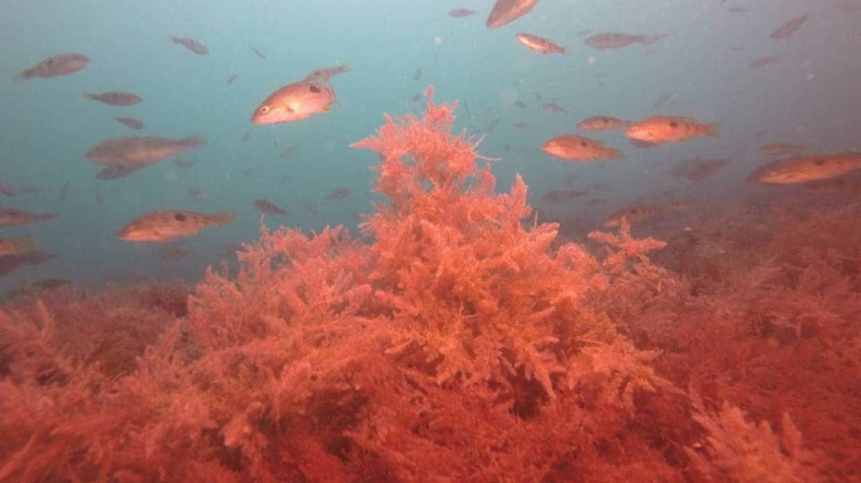 Asparagopsis armata off the coast of Stewart Island.