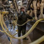 Shoppers face milk shortages (Image: Getty)