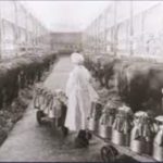 The modern milking revolution began in New Zealand more than 100 years ago.