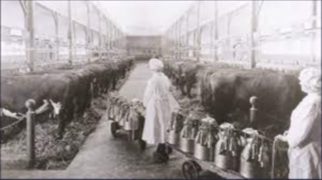 The modern milking revolution began in New Zealand more than 100 years ago.